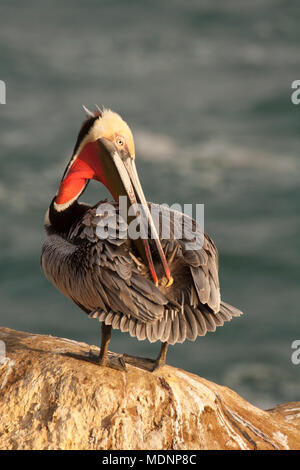 Braunpelikan (Pelecanus occidentalis Californicus) putzen, erreichen für Öl aus bürzeldrüsen Federn wasserabweisend und flexibel zu halten. Stockfoto