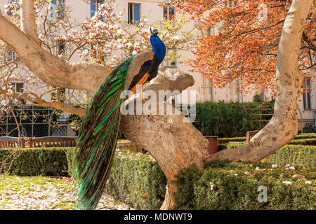 Das Porträt des Peacock sitzen auf die massive Zweig der alte Baum im Garten während der hellen suuny Frühlingstag. Stockfoto