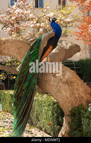 Das Porträt des Peacock sitzen auf die massive Zweig der alte Baum im Garten während der hellen suuny Frühlingstag. Stockfoto