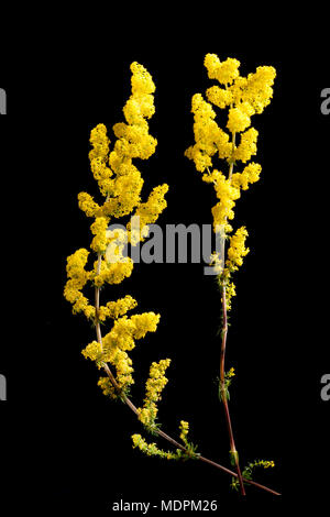 Lady's bedstraw Galium verum Blumen, Süd Küste von Dorset England UK GB. Auf einem schwarzen Hintergrund. Stockfoto