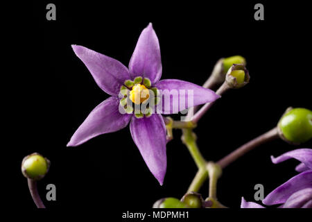 Bittersüße Solanum dulcamara Blumen North Dorset England UK. Die bittersüße, manchmal genannt Woody nightshade, wird häufig in Hecken und sein gefunden Stockfoto