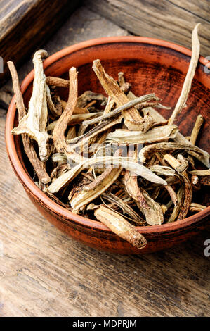 Arzneimittel Rohstoffe aus Wurzeln und Rhizome inula. Root elecampane Stockfoto