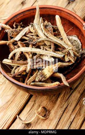 Arzneimittel Rohstoffe aus Wurzeln und Rhizome inula. Root elecampane Stockfoto