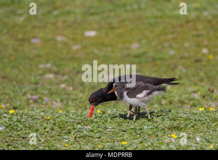 Nahaufnahme des britischen Austercatcher-Vogels (Haematopus ostralegus) isoliert mit flauschigem, niedlichem Schlick, der ihm beigebracht hat, im Sommergras nach Regenwürmern zu graben. Stockfoto