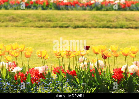 Bunte Tulpen in Botanischen Garten, Zagreb, Kroatien Stockfoto