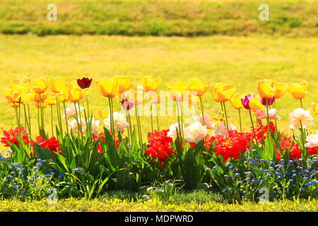 Bunte Tulpen in Botanischen Garten, Zagreb, Kroatien Stockfoto