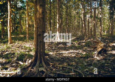 Märchen Tannenwaldes. Dicke Baumstämme im Wald. getrocknetes Gras und Laub auf dem Boden Stockfoto