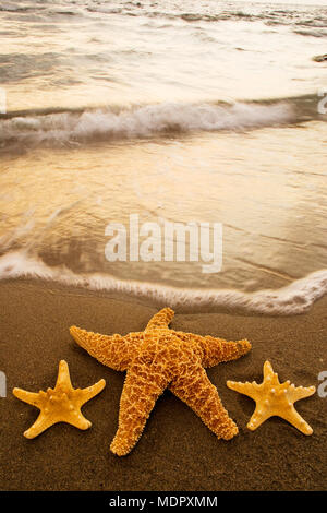 Seestern am Strand bei Sonnenaufgang Stockfoto