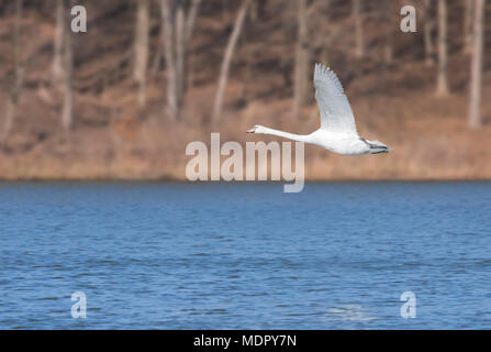 In den frühen Morgenstunden eine Mute swan gleitet über einem tiefblauen See. Flügel geöffnet, die Füße hoch, Hals reckte, der Schwan erhebt sich direkt über dem Wasser. Stockfoto