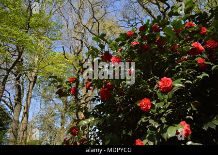 Blumen im Frühling in Isabella Plantation, Richmond Park, London blühenden Stockfoto