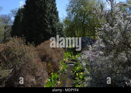Ein Strom durch die Isabella Plantation im Richmond Park, London Stockfoto