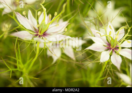 Schwarzer Kümmel (Nigella sativa) im Garten Stockfoto