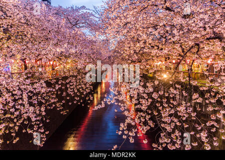 Kirschblüte oder Sakura bei Meguro Canal in Tokio, Japan. In der Dämmerung. Stockfoto
