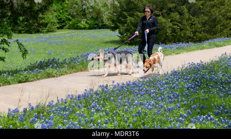 Ennis, Texas 19 April, 2018 Frühling - Ennis, Texas bluebonnet Wanderwege die Abdeckung über 40 Meilen von Texas bluebonnet Blumen. Stockfoto
