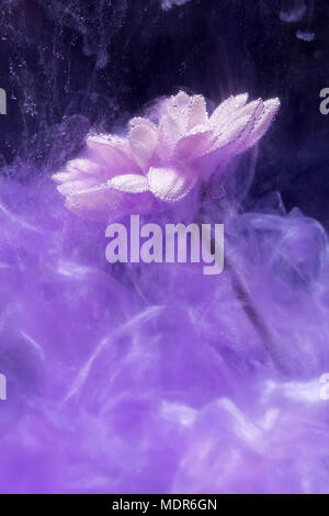 Blume in Fish Tank Stockfoto