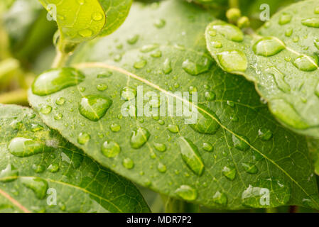 Makro grüne Blätter mit Regen fällt auf Stockfoto