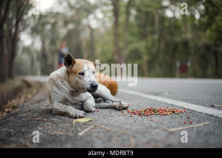 Streunende Hunde liegen auf der Seite der Straße mit Lebensmitteln um sie gelegt Stockfoto