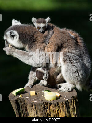 Ring tailed lemur mit zwei Babys auf dem Rücken und vorne das Essen von Früchten Stockfoto