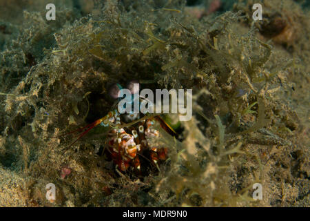 Der Pfau Mantis Shrimp (Odontodactylus scyllarus). Bild wurde in der Banda Sea, Ambon, West Papua, Indonesien Stockfoto