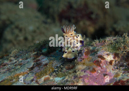 Nacktschnecke Doris Tryoni. Bild wurde in der Banda Sea, Ambon, West Papua, Indonesien Stockfoto