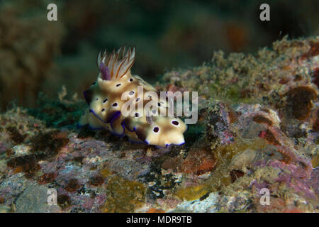 Nacktschnecke Doris Tryoni. Bild wurde in der Banda Sea, Ambon, West Papua, Indonesien Stockfoto