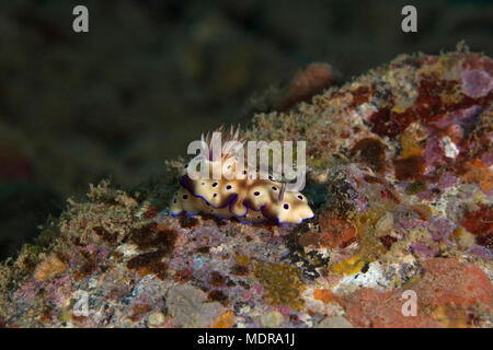 Nacktschnecke Doris Tryoni. Bild wurde in der Banda Sea, Ambon, West Papua, Indonesien Stockfoto