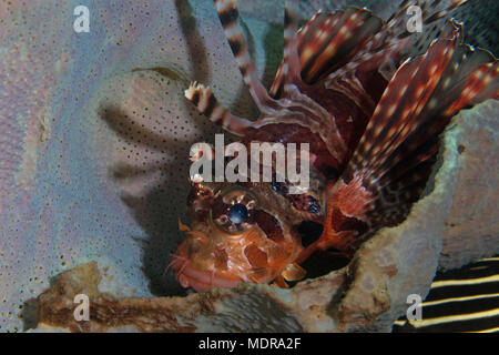 Rotfeuerfische (Pterois) in der Banda Sea, Ambon, West Papua, Indonesien Stockfoto