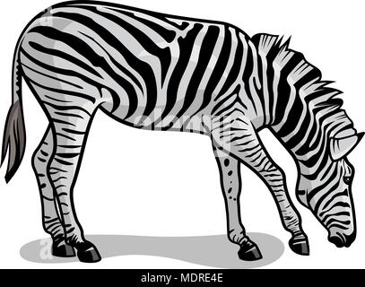 Vector Illustration von Zebra isoliert auf Weiss. African Wildlife Stock Vektor