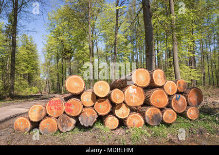 Holz- Charge im Wald Stockfoto