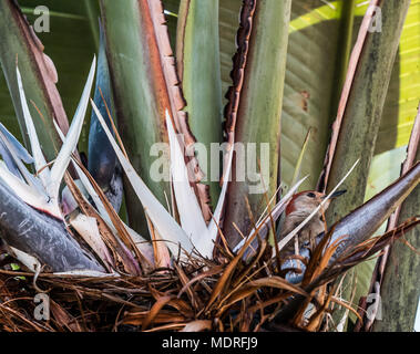 Eine weibliche Red-bellied Woodpecker Vogel fügt sich perfekt in die paradiesvögel plant it auf thront. Stockfoto