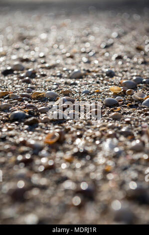 Close-up Abstract flache Ansicht von Shell und Sandstrand. Stockfoto