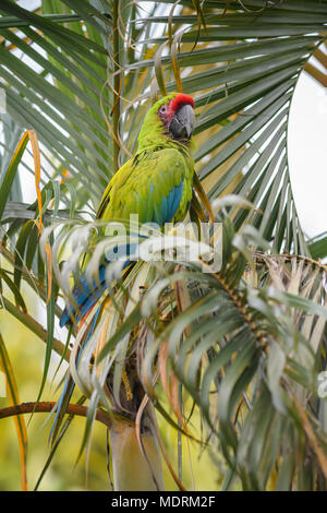 Großen grünen Ara-Ara Ambigua, schönen großen grünen Papagei aus Mittelamerika Wälder, Costa Rica. Stockfoto