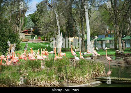 Phoenicopterus ruber - Zoo von Madrid, Spanien Stockfoto