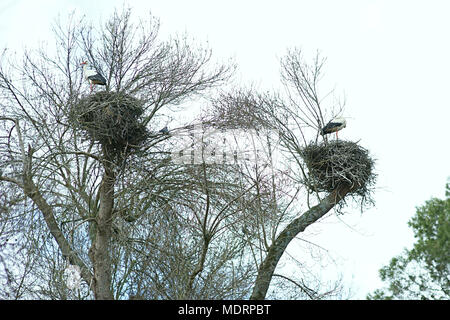 Weißstorch auf Nest, Zoo von Madrid, Spanien Stockfoto