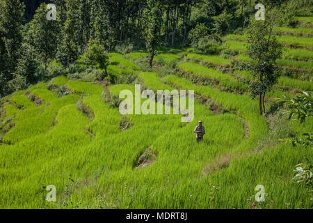 Ein reisbauer unter terrassierten Reisfeldern im dhading District in Nepal Stockfoto