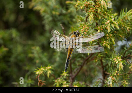 Eine Nahaufnahme eines großen gelblich Libelle auf einem Zweig mit grüner Vegetation als Hintergrund. Stockfoto