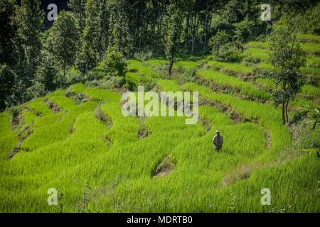 Ein reisbauer unter terrassierten Reisfeldern im dhading District in Nepal Stockfoto