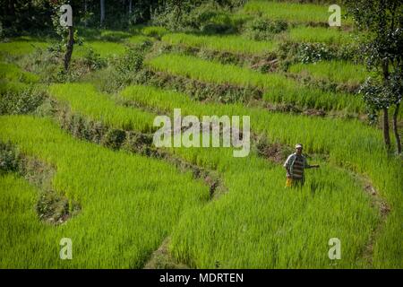 Ein reisbauer unter terrassierten Reisfeldern im dhading District in Nepal Stockfoto