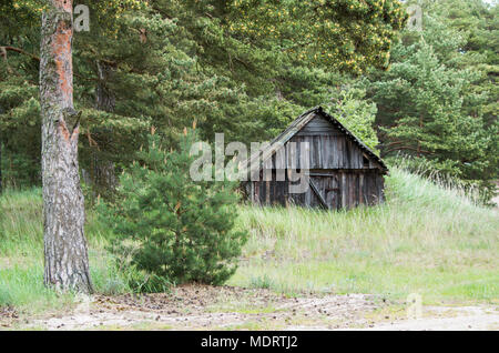 Eine alte Holzhütte, bewachsen mit Gras in der Natur der estnischen Insel Prangli umgeben von Pinien. Stockfoto
