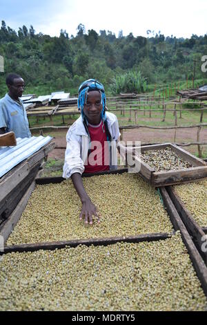 Äthiopien, Oromia, Arbeiter am Kaffee Verarbeitung Mühle Stockfoto