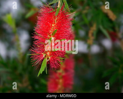 Nahaufnahme der Flaschenbürste Blume, die nur in Australien ist Stockfoto