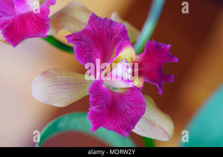 Makro Foto von Lila dendrobium Orchid Stockfoto