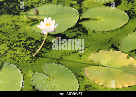 Weiß nymphaea Seerose mit Lily green pads Seerose Haus Kew Gardens Stockfoto