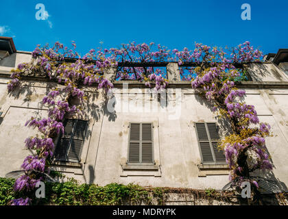 Blühende Glyzinie Pflanzen auf hauswand Hintergrund. Natürliche Dekoration mit Blumen der Chinesischen Glyzinien, auch als Fabaceae Wisteria sinensis bekannt Stockfoto