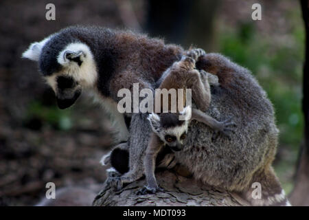 Mom-Ring Tailed Lemur mit ihren 2 Babys auf einem Baumstamm in Yorkshire. Stockfoto