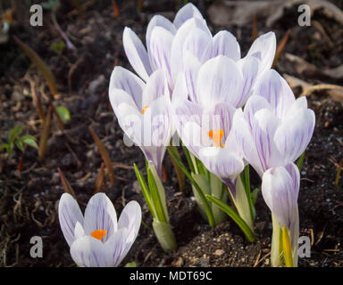 Weiß mit violetten Adern Frühlingsblumen krokusse Wachsen im Boden Stockfoto