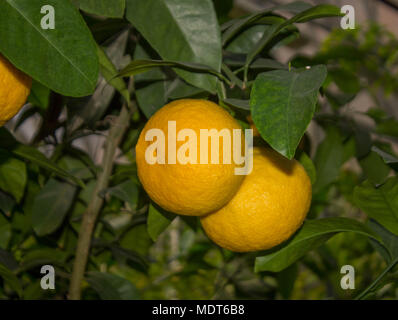 Obst orange hängend an einer Zweigstelle einer subtropischen Pflanze Stockfoto