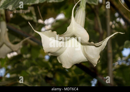 Weiße große Blume auf grünem Laub Hintergrund. subtropische Pflanze Stockfoto