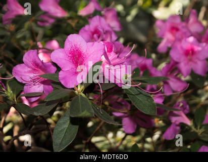 Große subtropische Pflanze, rosa Blüten. Stockfoto