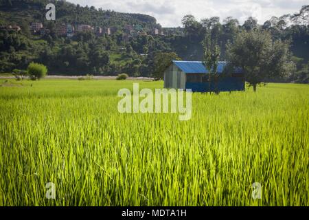 Mitte der Schuß des neuen Reis schießt in einem weiten Reisfelder mit einem blauen Scheune in der dhading District in Nepal Stockfoto